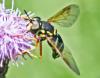 Chrysotoxum festivum
